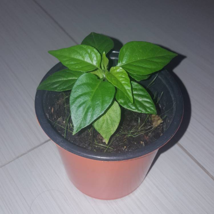 Plant image Capsicum chinense 'Habanero Orange'