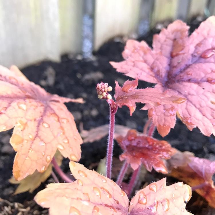Plant image x Heucherella 'Sweet Tea'