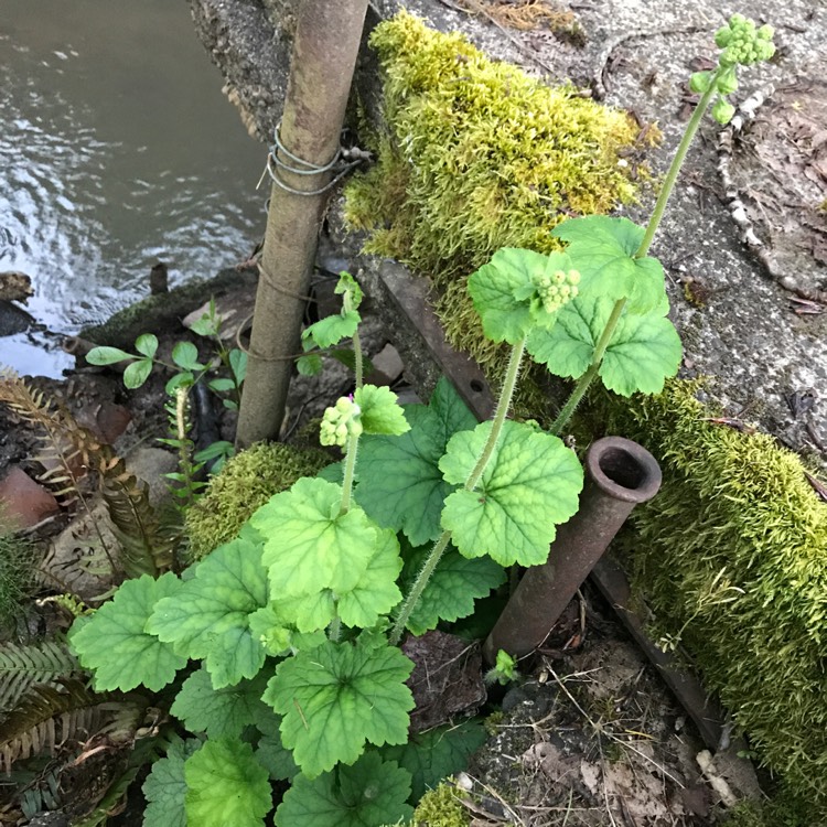 Plant image Tellima grandiflora