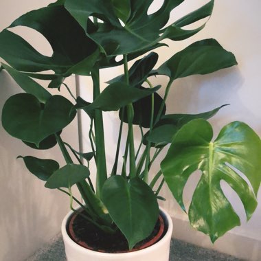 Monstera deliciosa