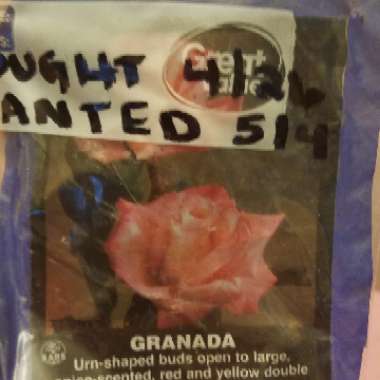 Juanita's garden