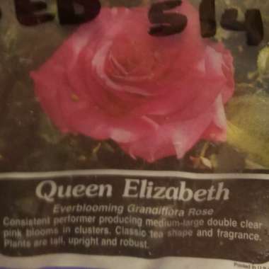 Rose 'Queen Elizabeth'