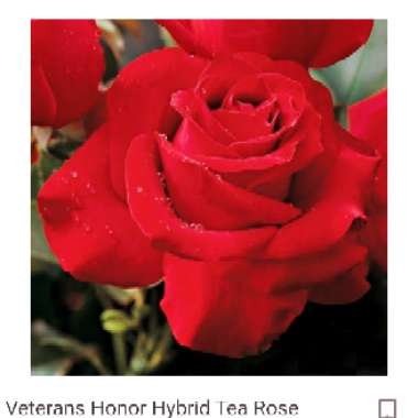 Rose 'Veteran's Honor' (Hybrid Tea)