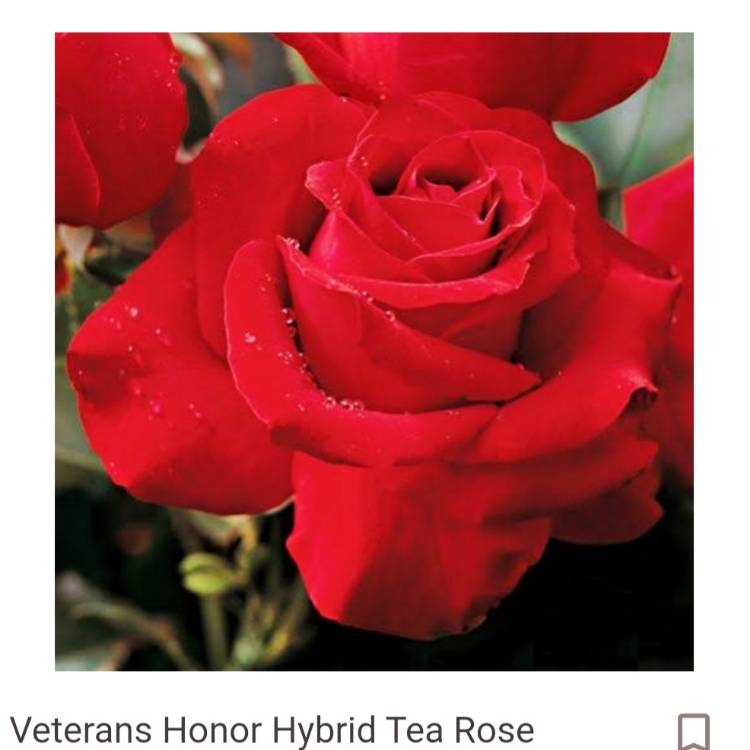Plant image Rosa 'Jacopper' syn. Rosa 'Veterans' Honor', Rosa 'Lady In Red', Rosa 'City of Newcastle', Rosa 'Five Roses'