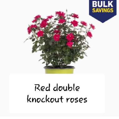 Rose 'Double Knock Out' (Shrub)