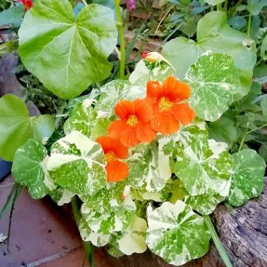 Tropaeolum majus 'Alaska Mix'