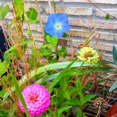 Ipomoea