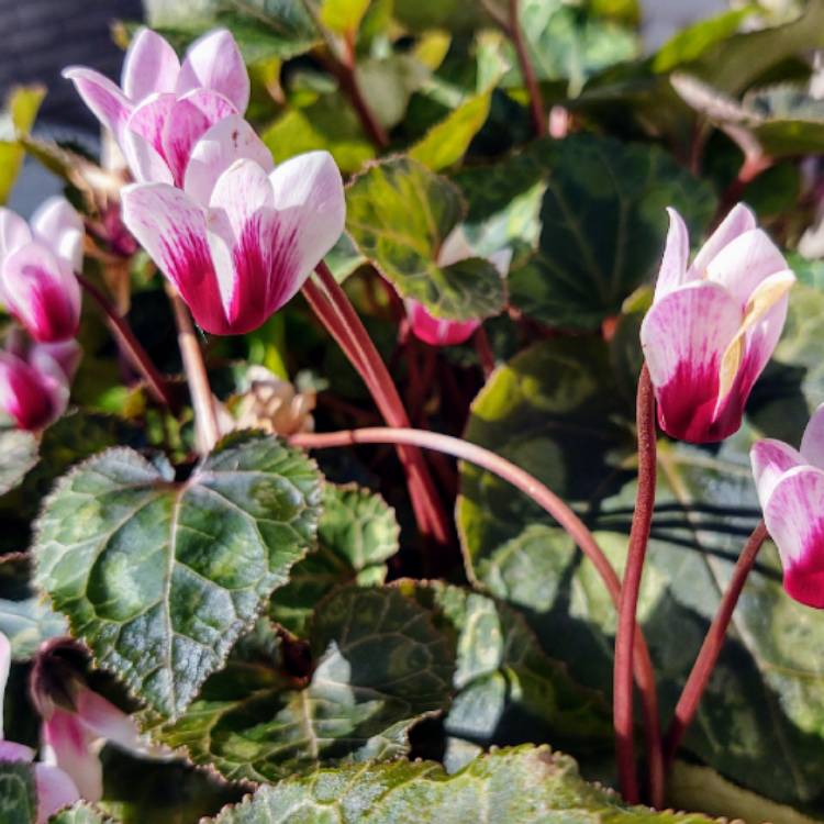 Plant image Cyclamen 'Halios Fantasia Magenta Silverleaf' (Halios Series)