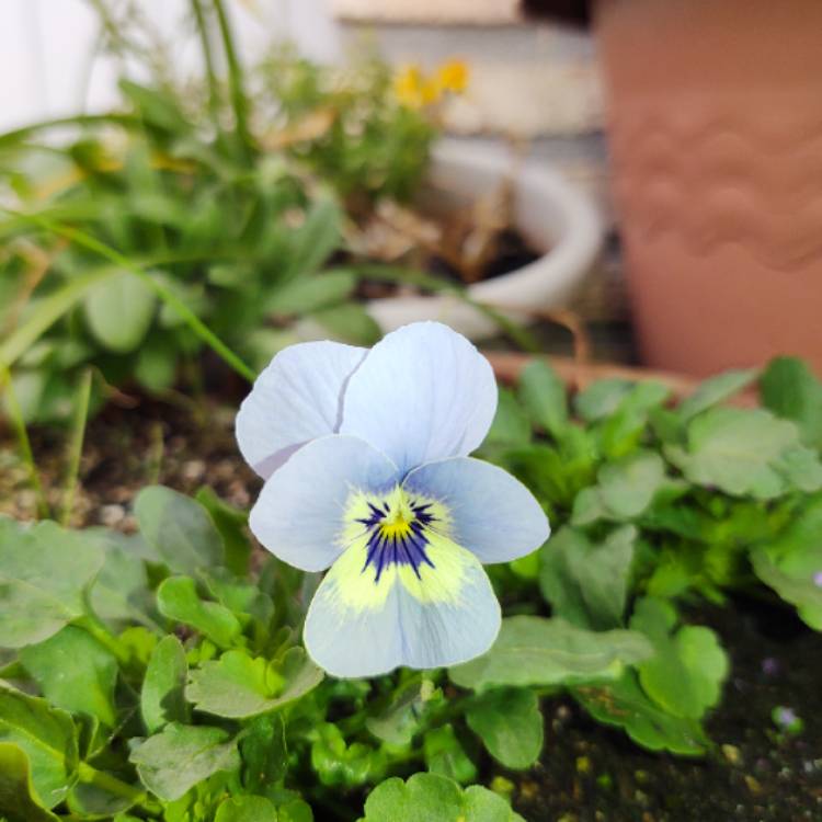 Plant image Viola cornuta 'Penny Marina'