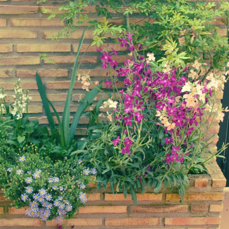 Plant image Matthiola incana