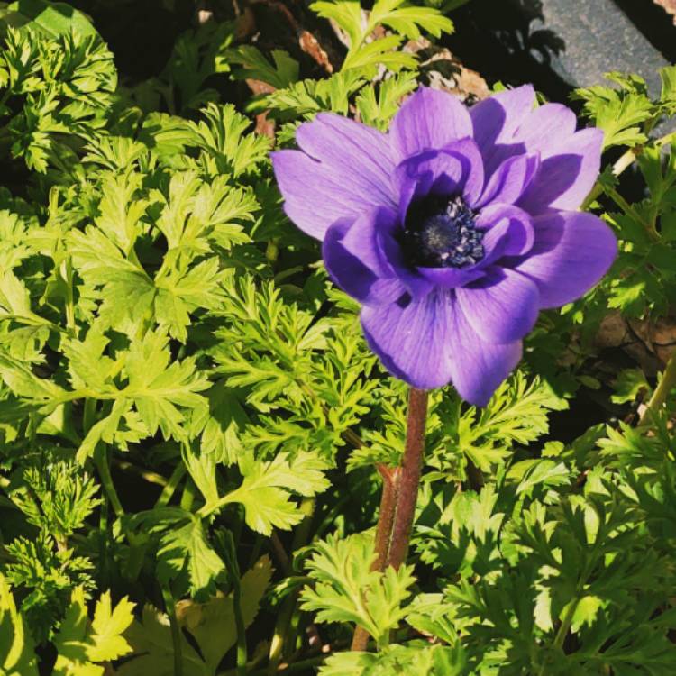 plant image 1225445
