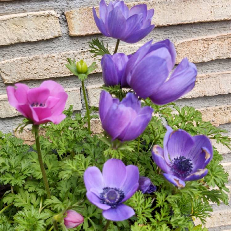 plant image 1234400