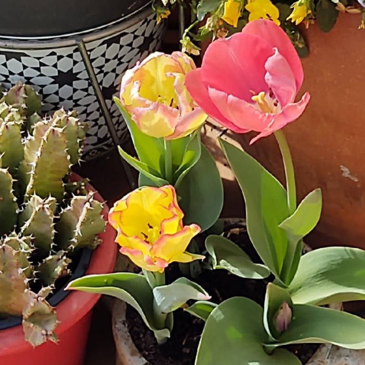 plant image 1246079
