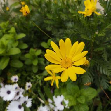 Bidens