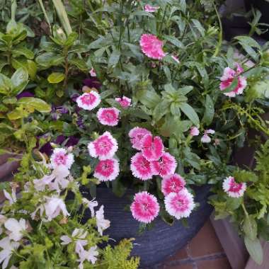 Dianthus barbatus