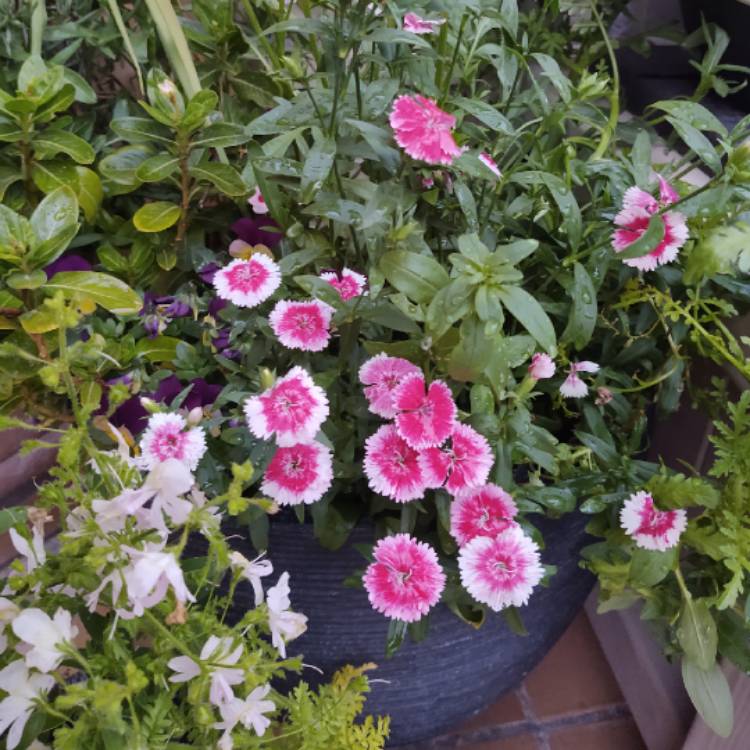 Plant image Dianthus barbatus