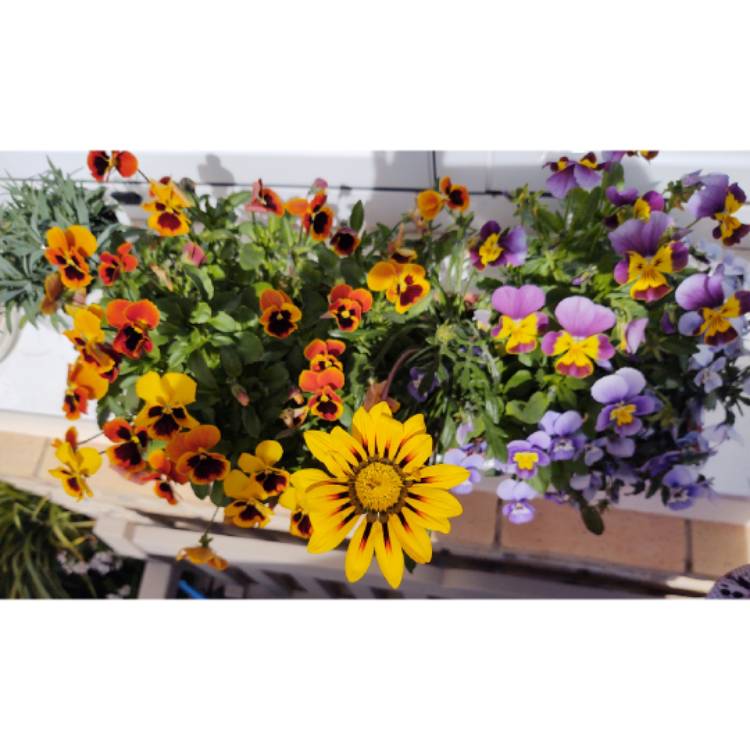 plant image 1260097