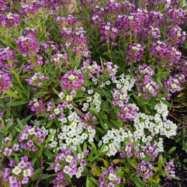 Lobularia maritima  syn. Alyssum maritimum