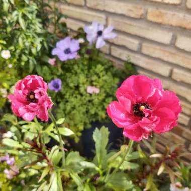 Ranunculus