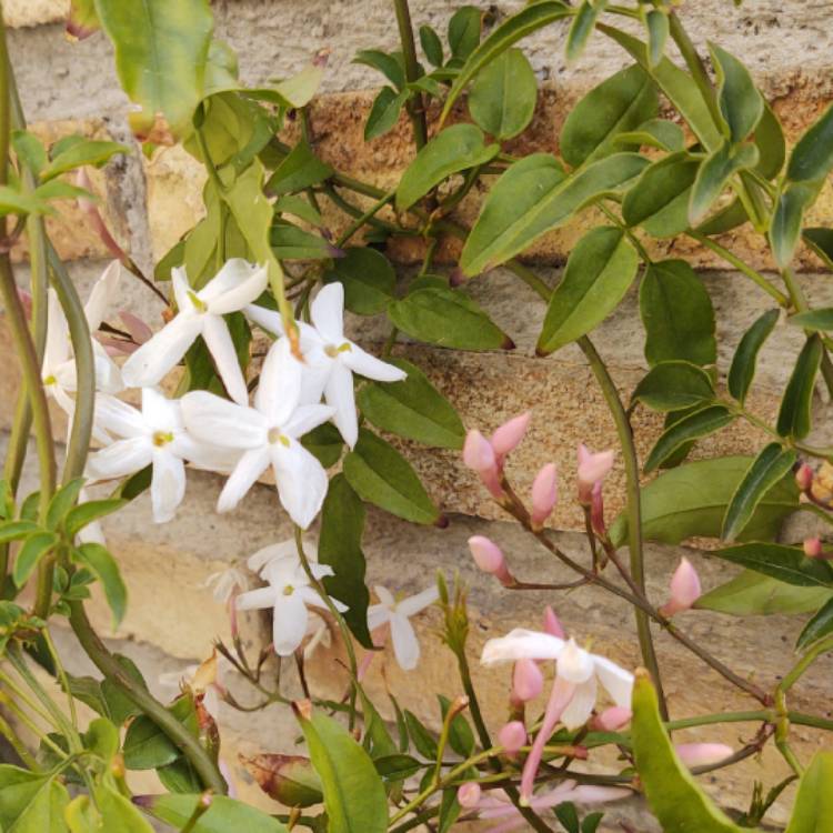 Plant image Jasminum officinale 'Inverleith'