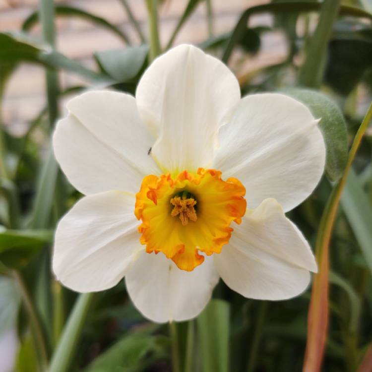 Plant image Narcissus 'Professor Einstein'