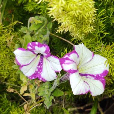 Petunia 'Kleph15313' syn. Petunia 'Night Sky', Petunia 'Headliner Night Sky'