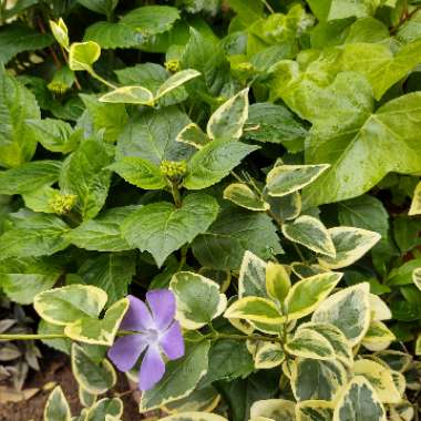 Vinca major 'Variegata'