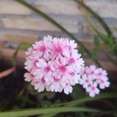 Verbena
