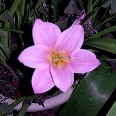 Zephyranthes minuta syn. Zephyranthes grandiflora