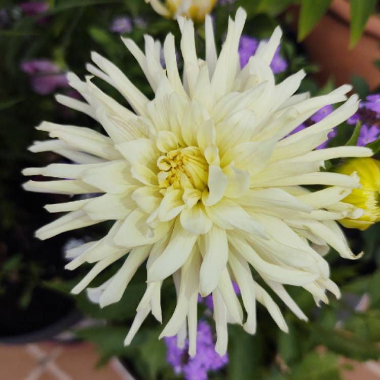 Plant image Dahlia 'Playa Blanca'