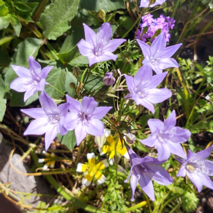 plant image 1314219 plant image 1314219