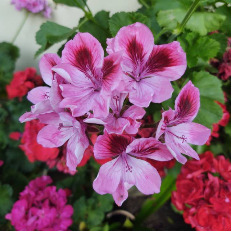 Plant image Pelargonium 'Catford Belle'