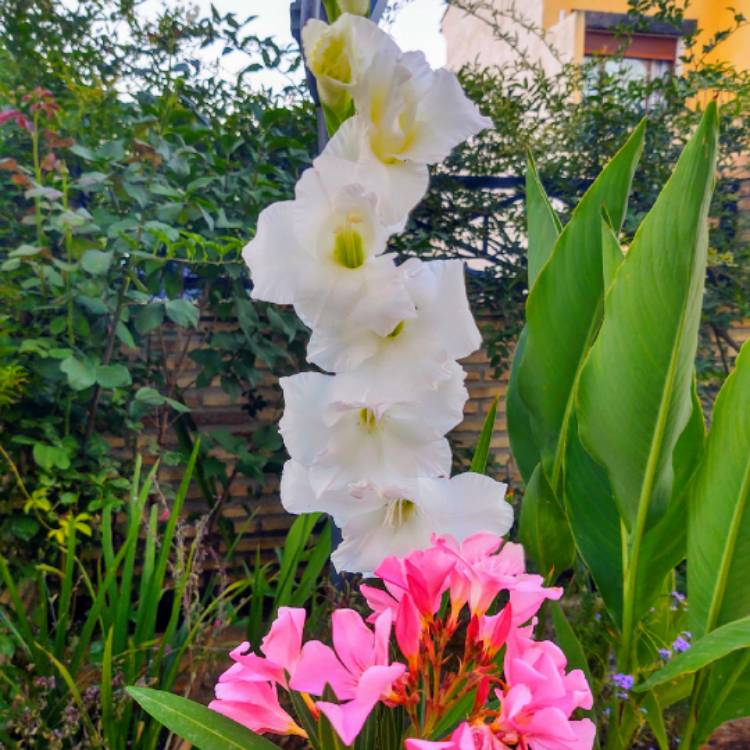 plant image 1344359