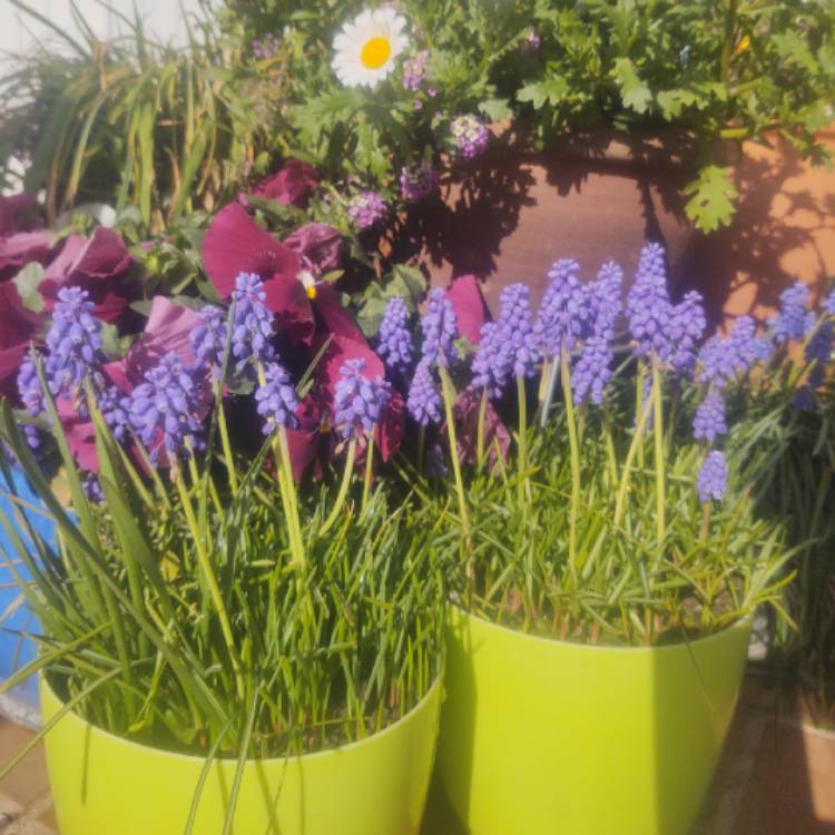 plant image 1445103