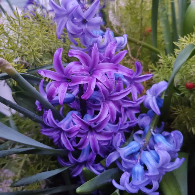 plant image 1448424