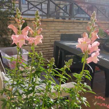 Antirrhinum