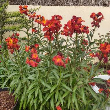 Erysimum cheiri 'Tom Thumb Mix'