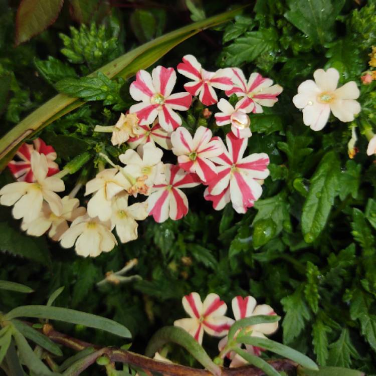 plant image 1460453