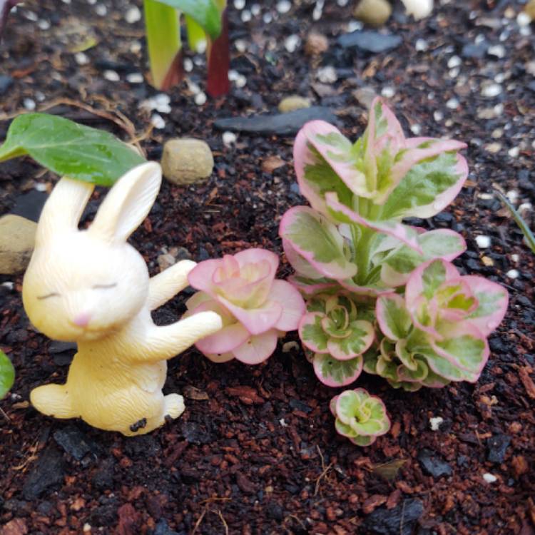plant image 1462281