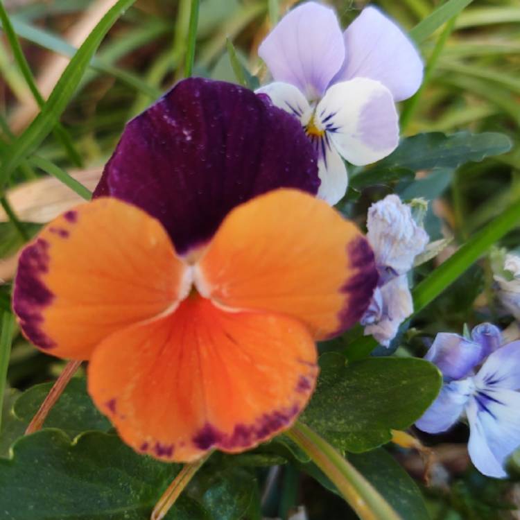 Plant image Viola x wittrockiana 'Jolly Joker'