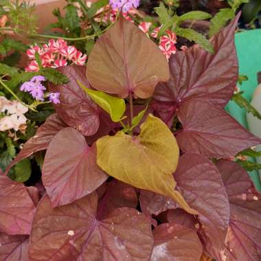 Ipomoea
