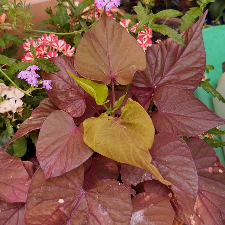 plant image 1483180