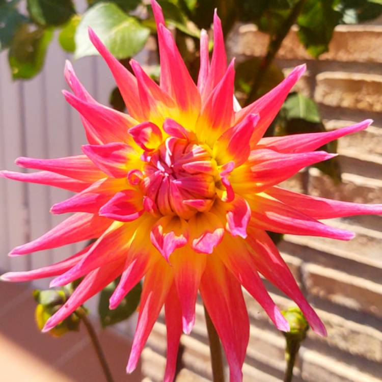 plant image 1486408