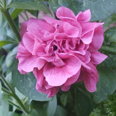 Petunia 'Double Wave® Pink'