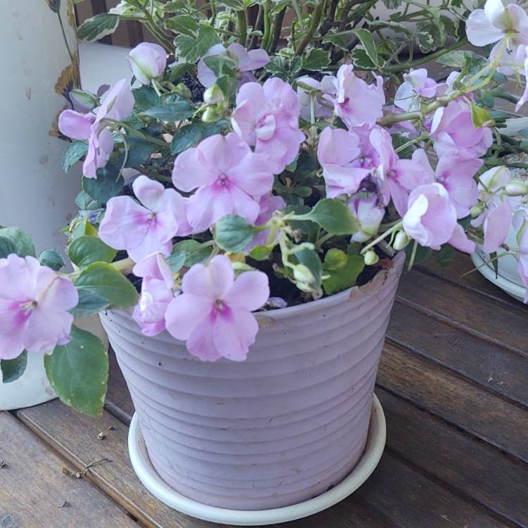 Plant image Impatiens walleriana