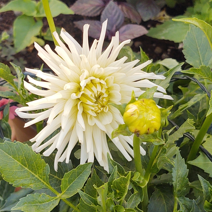 plant image 1494169