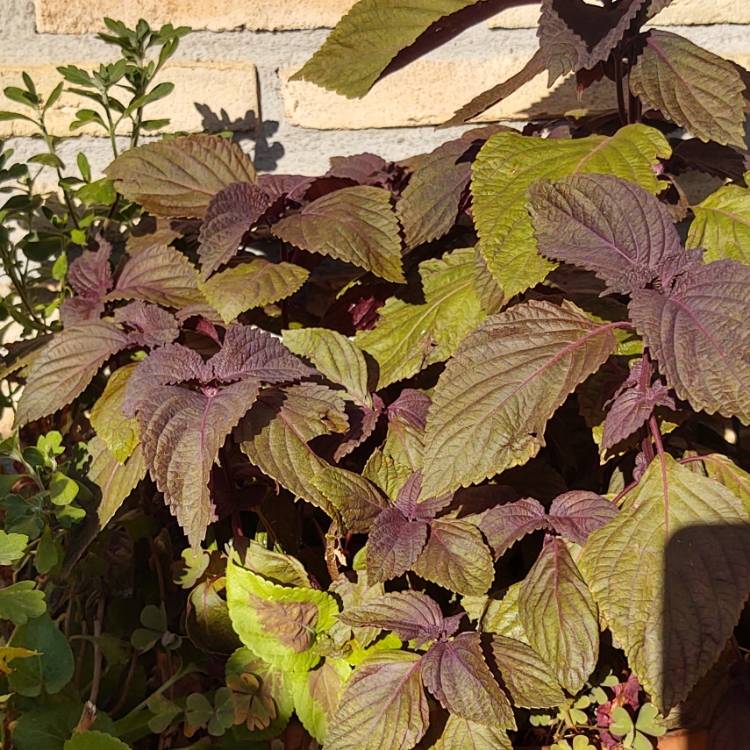 Plant image Perilla frutescens