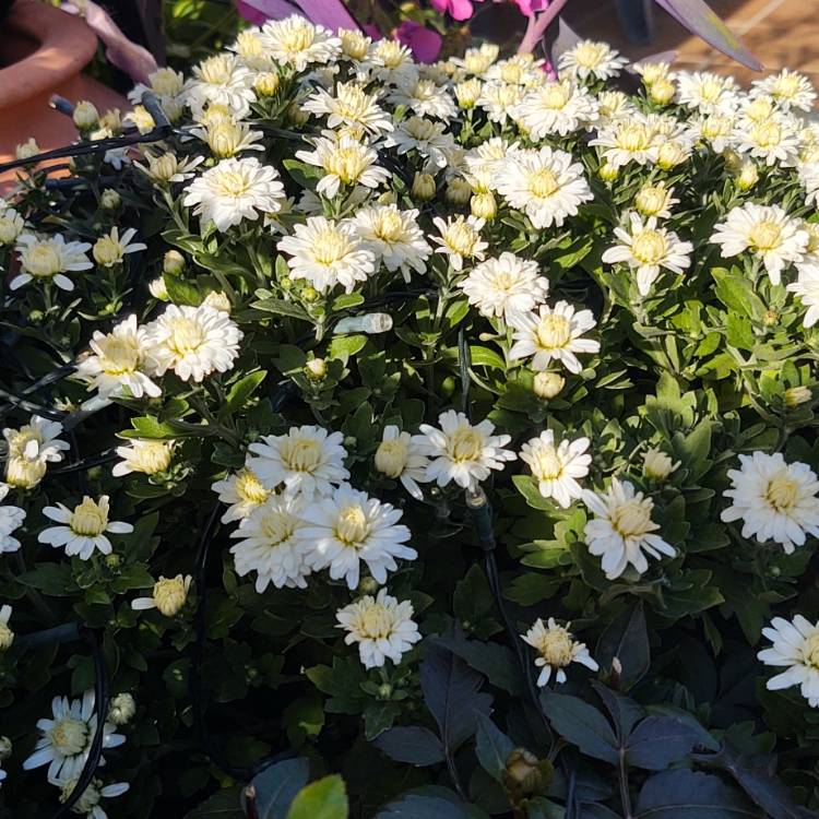 plant image 1542964