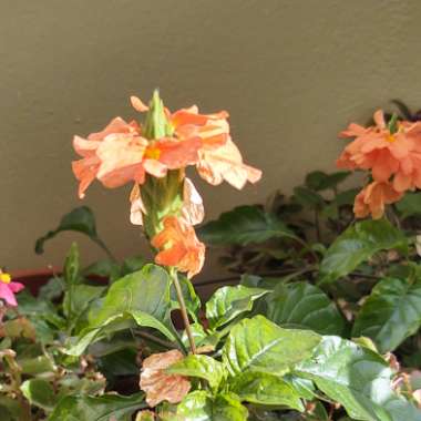 Crossandra infundibuliformis
