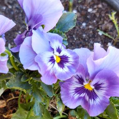 Viola x wittrockiana